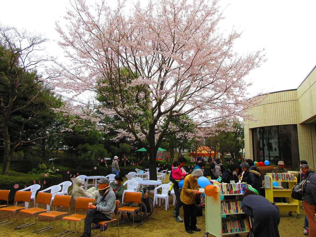 図書館の庭の桜（エドヒガン）