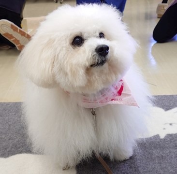 読書サポート犬