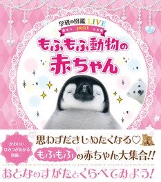 もふもふ動物の赤ちゃん